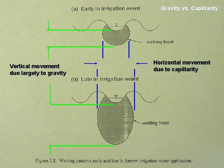 Gravity vs. Capillarity Vertical movement due largely to gravity Horizontal movement due to capillarity