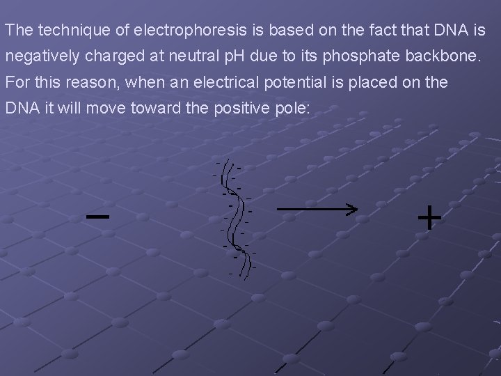 The technique of electrophoresis is based on the fact that DNA is negatively charged