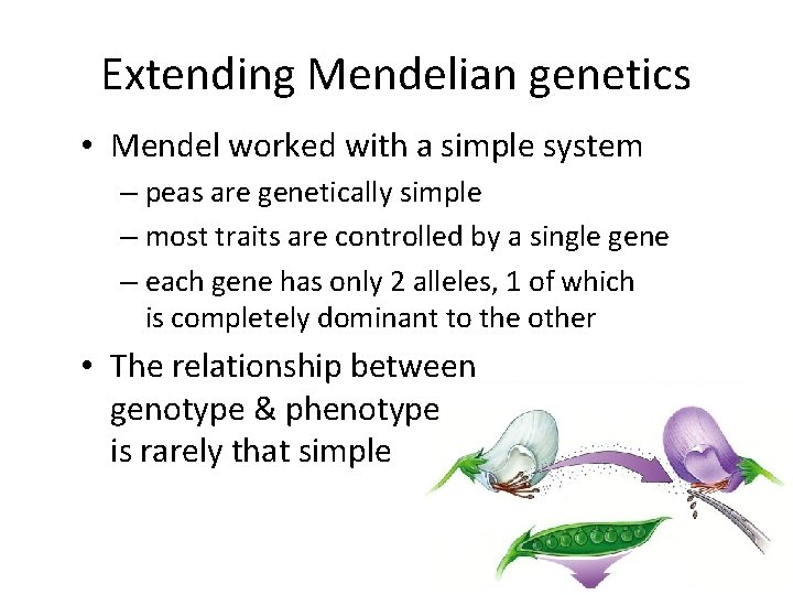 Extending Mendelian genetics • Mendel worked with a simple system – peas are genetically