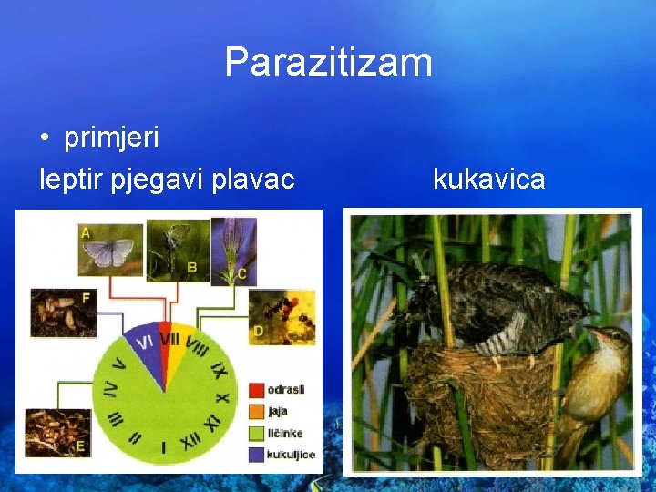 Parazitizam • primjeri leptir pjegavi plavac kukavica 