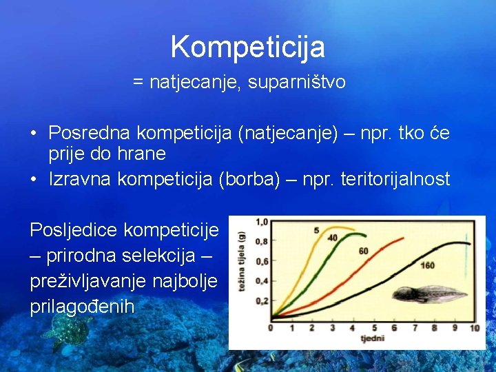 Kompeticija = natjecanje, suparništvo • Posredna kompeticija (natjecanje) – npr. tko će prije do