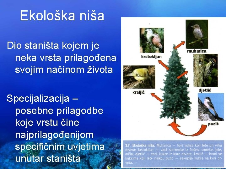 Ekološka niša Dio staništa kojem je neka vrsta prilagođena svojim načinom života Specijalizacija –