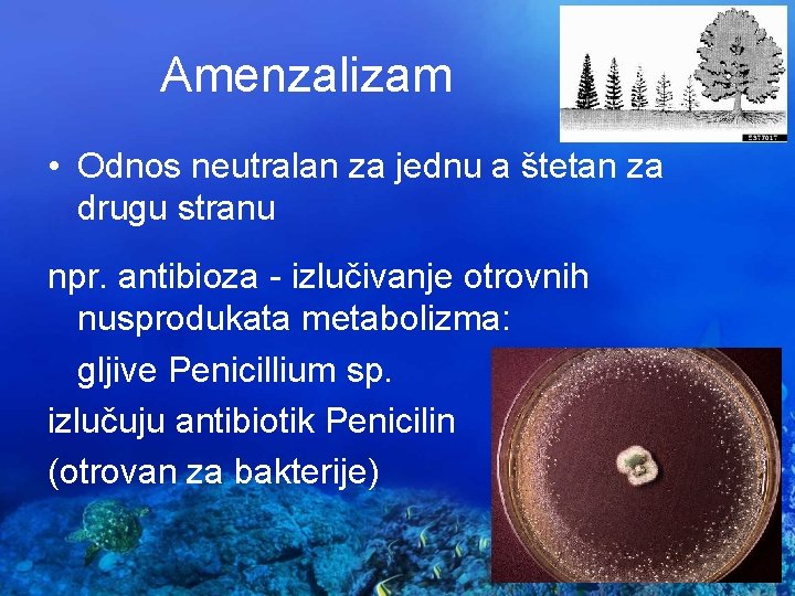 Amenzalizam • Odnos neutralan za jednu a štetan za drugu stranu npr. antibioza -