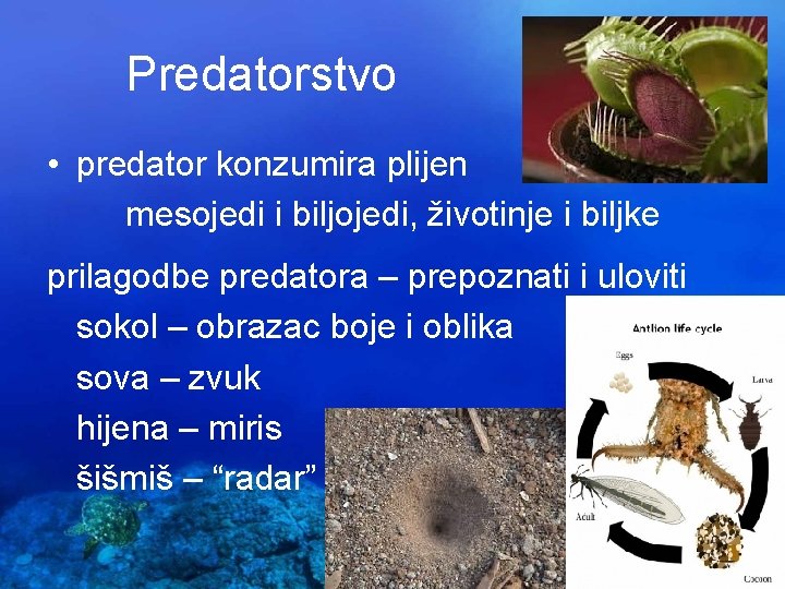 Predatorstvo • predator konzumira plijen mesojedi i biljojedi, životinje i biljke prilagodbe predatora –