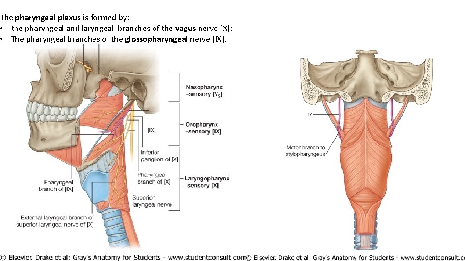 The pharyngeal plexus is formed by: • the pharyngeal and laryngeal branches of the
