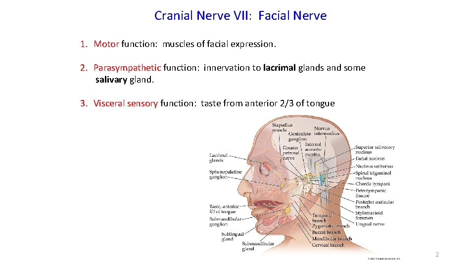 Cranial Nerve VII: Facial Nerve 1. Motor function: muscles of facial expression. 2. Parasympathetic