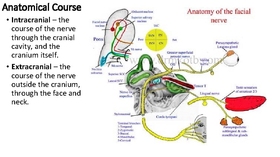 Anatomical Course • Intracranial – the course of the nerve through the cranial cavity,