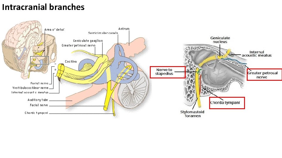 Intracranial branches 