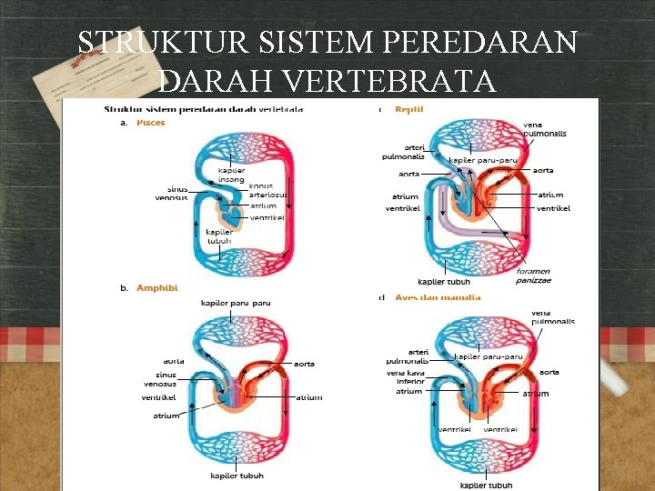 STRUKTUR SISTEM PEREDARAN DARAH VERTEBRATA 