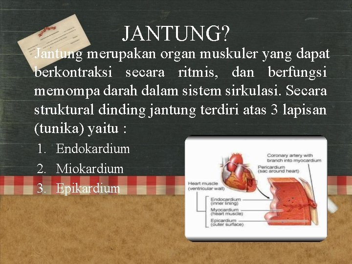 JANTUNG? Jantung merupakan organ muskuler yang dapat berkontraksi secara ritmis, dan berfungsi memompa darah