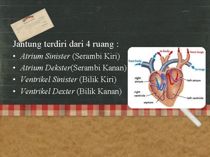 Jantung terdiri dari 4 ruang : • • Atrium Sinister (Serambi Kiri) Atrium Dekster(Serambi