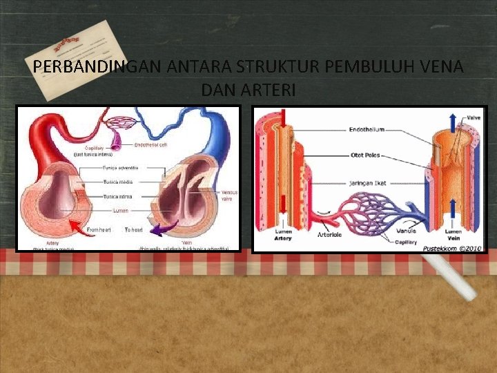 PERBANDINGAN ANTARA STRUKTUR PEMBULUH VENA DAN ARTERI 