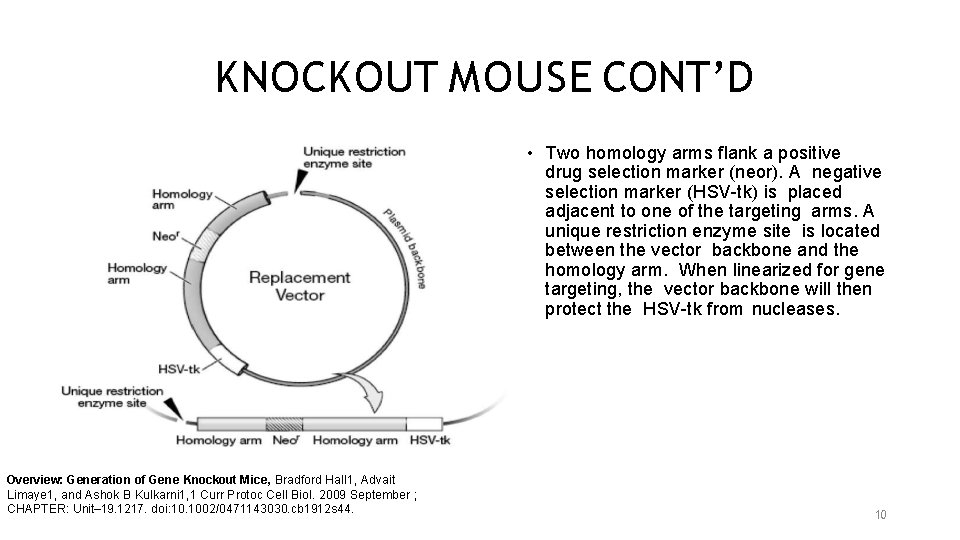 KNOCKOUT MOUSE CONT’D • Two homology arms flank a positive drug selection marker (neor).