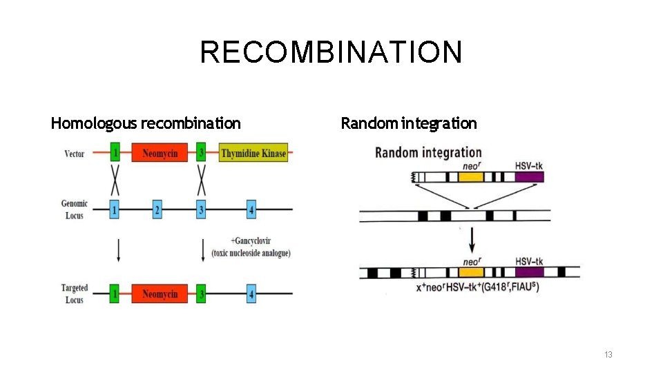 RECOMBINATION Homologous recombination Random integration 13 