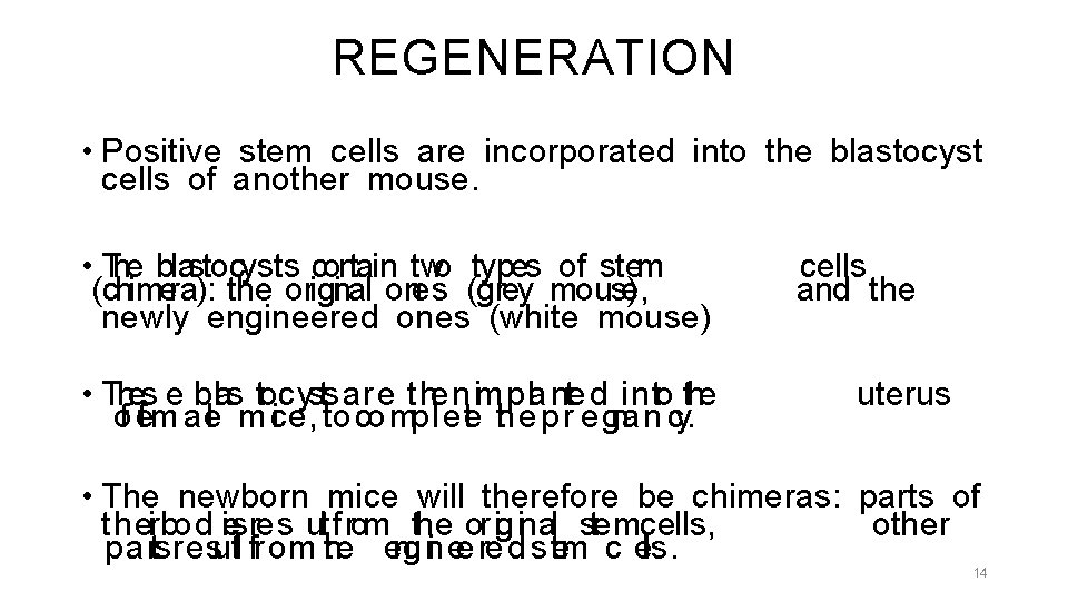 REGENERATION • Positive stem cells are incorporated into the blastocyst cells of another mouse.