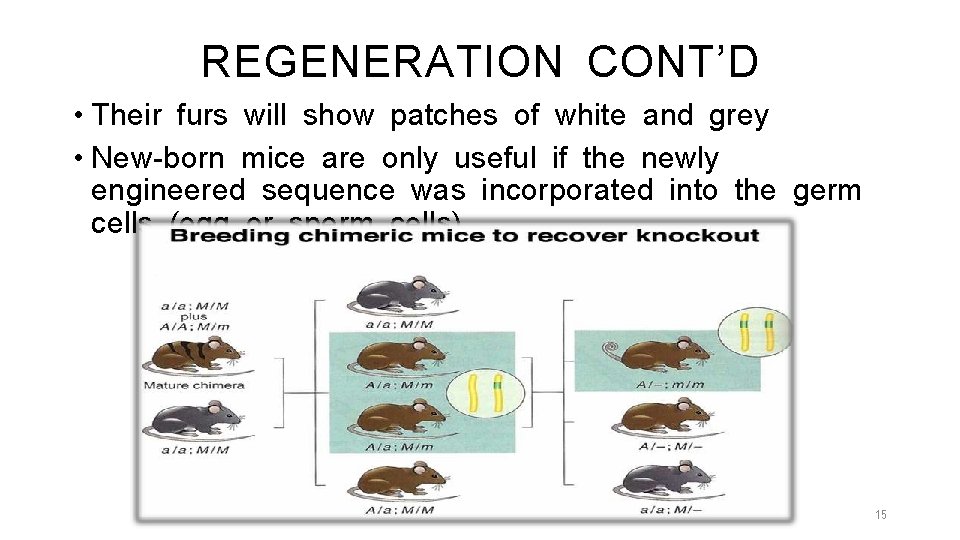 REGENERATION CONT’D • Their furs will show patches of white and grey • New-born