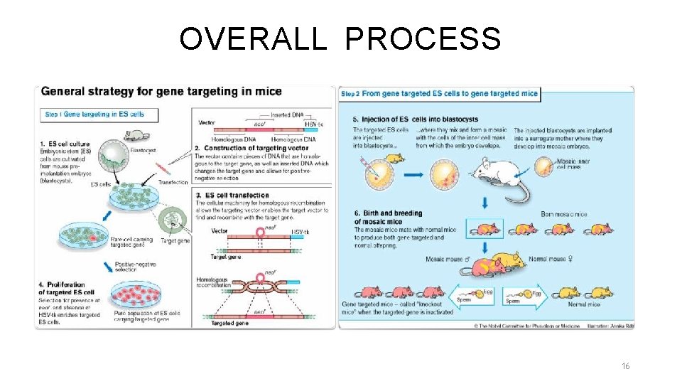 OVERALL PROCESS 16 