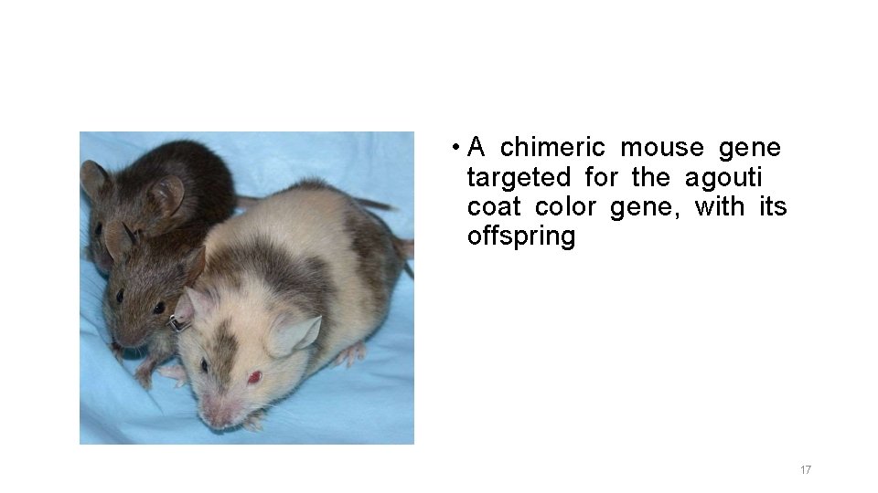  • A chimeric mouse gene targeted for the agouti coat color gene, with