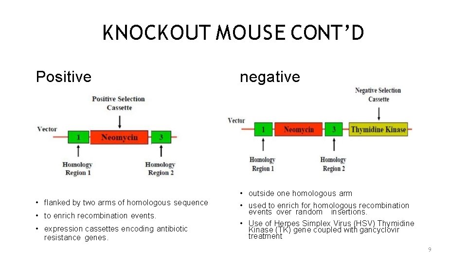 KNOCKOUT MOUSE CONT’D Positive • flanked by two arms of homologous sequence • to