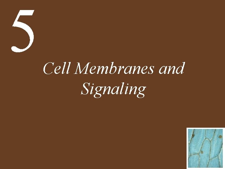 5 Cell Membranes and Signaling 