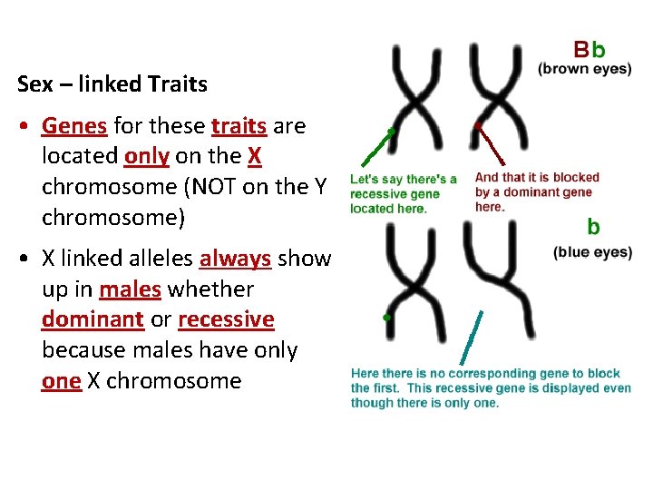 Sex – linked Traits • Genes for these traits are located only on the