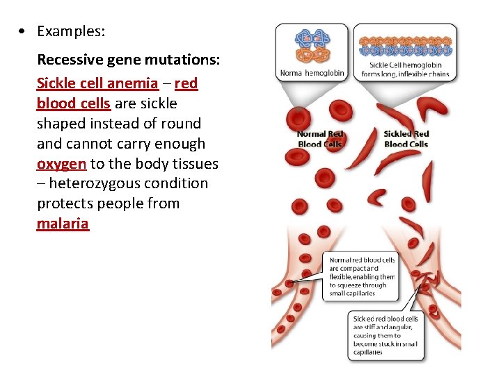  • Examples: Recessive gene mutations: Sickle cell anemia – red blood cells are