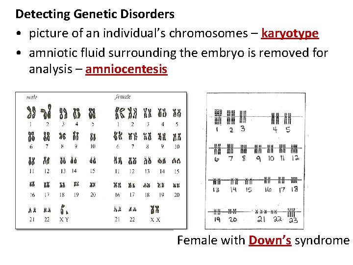 Detecting Genetic Disorders • picture of an individual’s chromosomes – karyotype • amniotic fluid