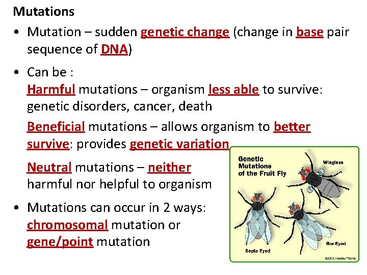 Mutations • Mutation – sudden genetic change (change in base pair sequence of DNA)