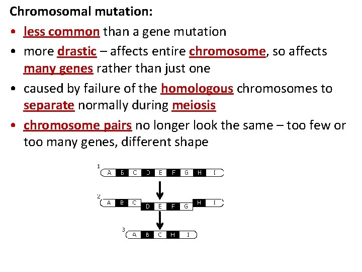 Chromosomal mutation: • less common than a gene mutation • more drastic – affects