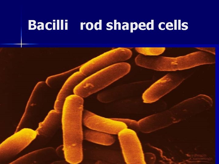 Bacilli rod shaped cells Bacilli rod shaped cells