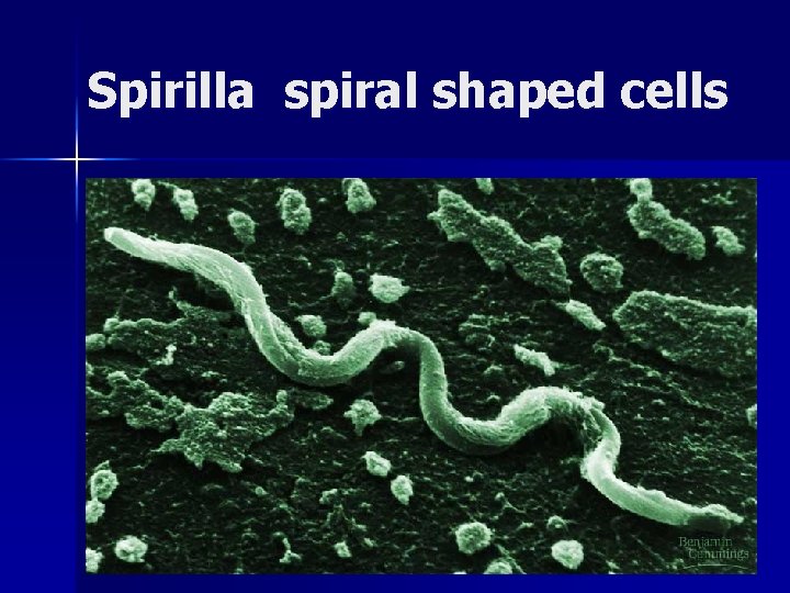 Spirilla spiral shaped cells Spirilla spiral shaped cells