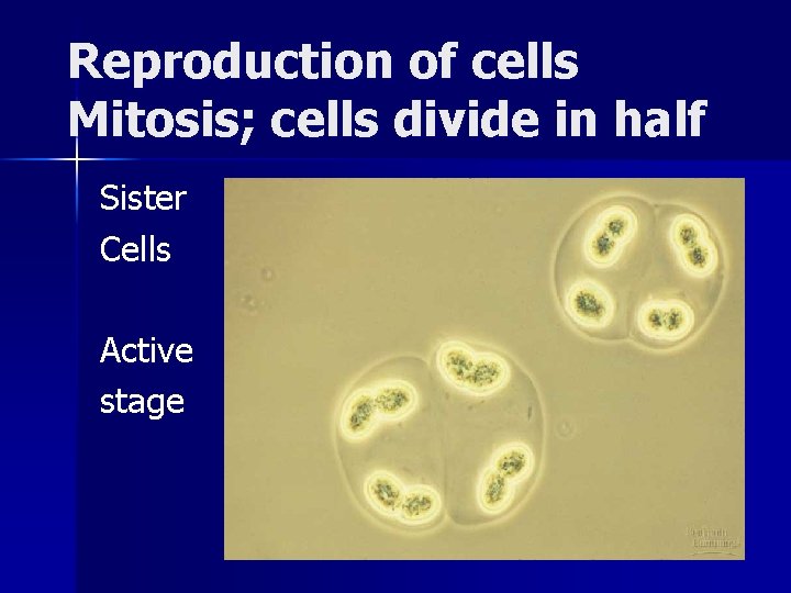 Reproduction of cells Mitosis; cells divide in half Sister Cells Active stage Reproduction of cells Mitosis; cells divide in half Sister Cells Active stage