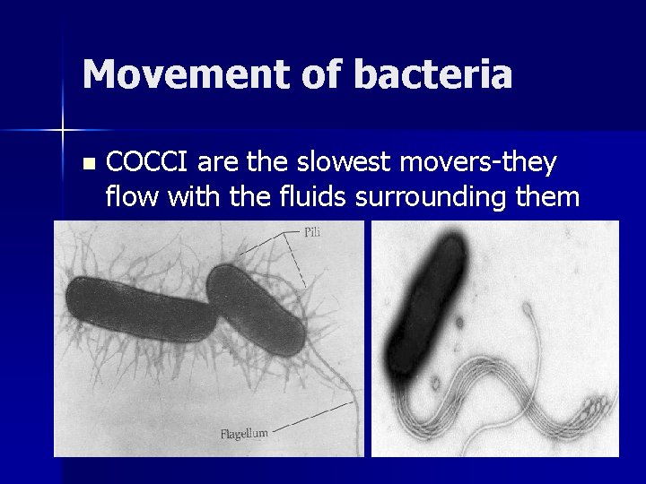 Movement of bacteria n COCCI are the slowest movers-they flow with the fluids surrounding Movement of bacteria n COCCI are the slowest movers-they flow with the fluids surrounding