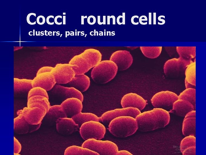Cocci round cells clusters, pairs, chains Cocci round cells clusters, pairs, chains