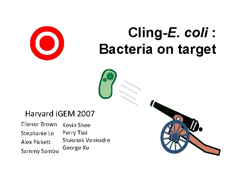 Cling-E. coli : Bacteria on target Harvard i. GEM 2007 Ellenor Brown Stephanie Lo