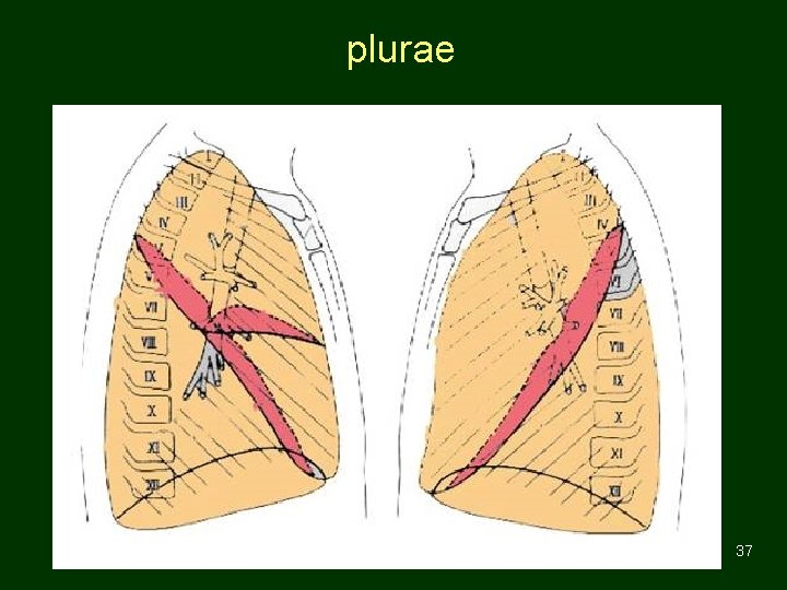 plurae 37 