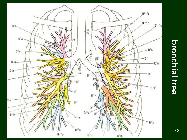 bronchial tree 42 