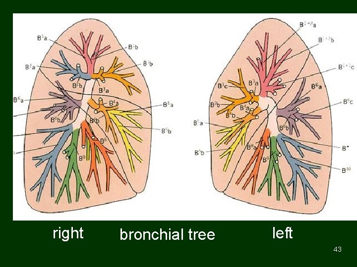 right bronchial tree left 43 