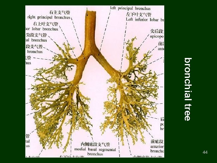 bronchial tree 44 