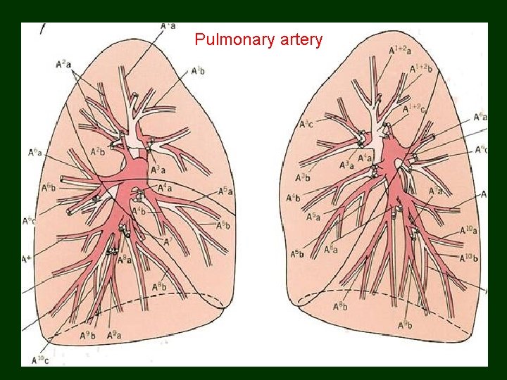 Pulmonary artery 62 