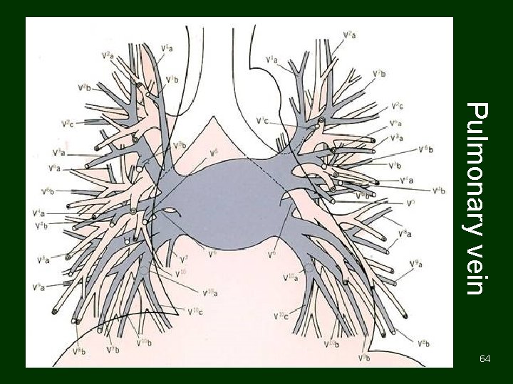 Pulmonary vein 64 