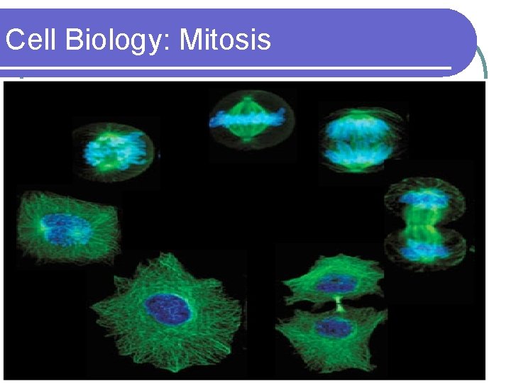 Cell Biology: Mitosis l. A cell in mitosis 