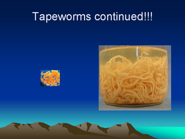 Tapeworms continued!!! 