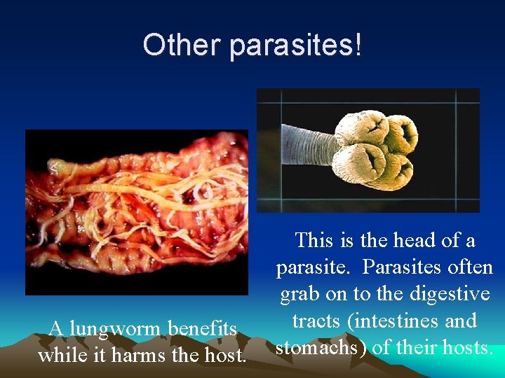 Other parasites! A lungworm benefits while it harms the host. This is the head