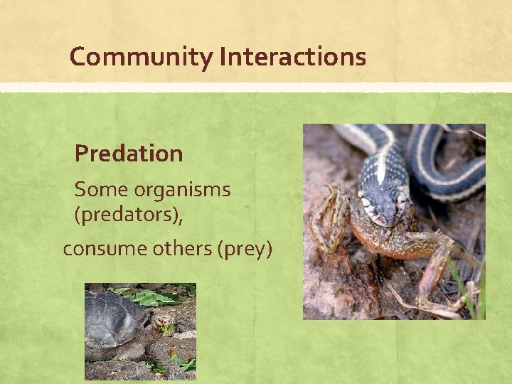 Community Interactions Predation Some organisms (predators), consume others (prey) 