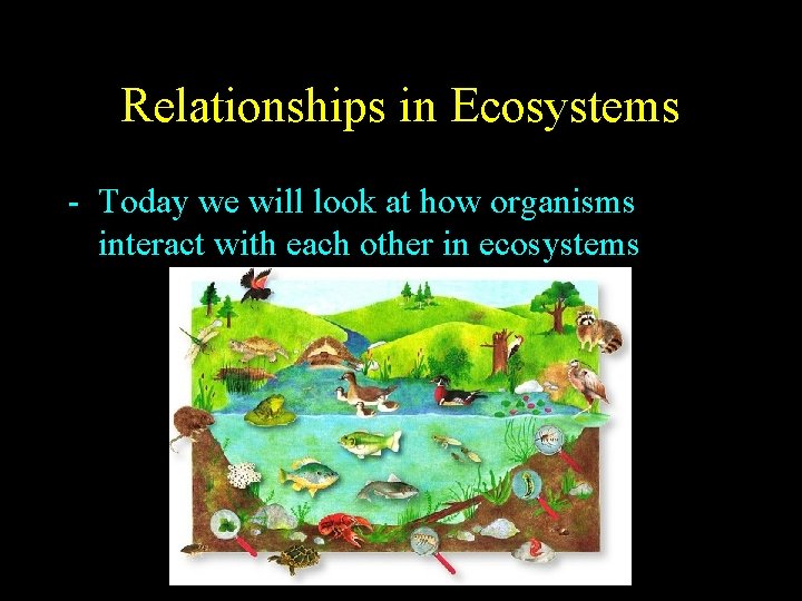 Relationships in Ecosystems - Today we will look at how organisms interact with each