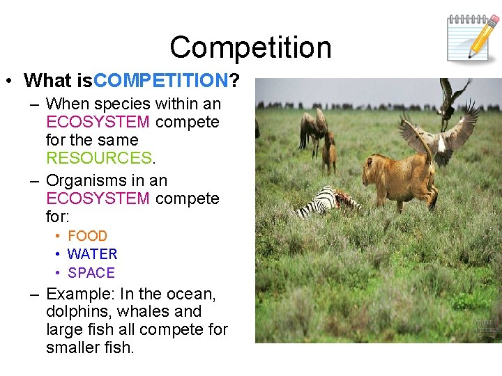 Competition • What is. COMPETITION? – When species within an ECOSYSTEM compete for the