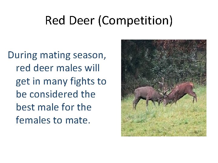 Red Deer (Competition) During mating season, red deer males will get in many fights