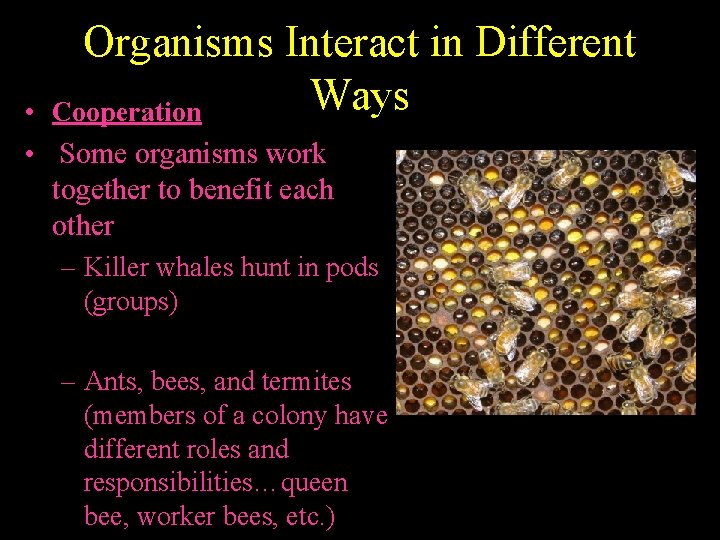 Organisms Interact in Different Ways Cooperation • • Some organisms work together to benefit
