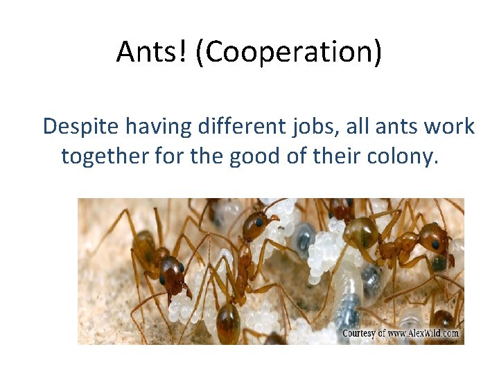 Ants! (Cooperation) Despite having different jobs, all ants work together for the good of